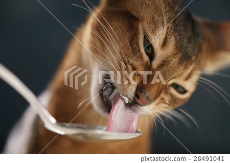 abyssinian kitten eat yogurt from silver spoon 28491041