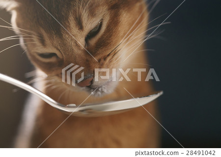 abyssinian kitten eat yogurt from silver spoon abyssinian kitten eat yogurt from silver spoon 28491042