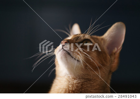 young abyssinian cat standing in living room young abyssinian cat standing in living room 28491043