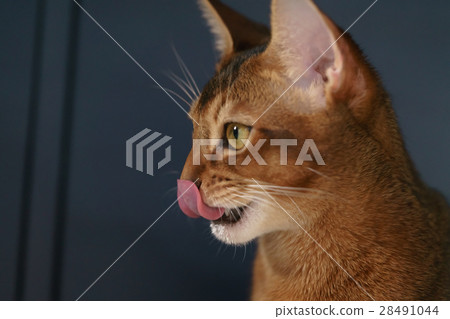 young abyssinian cat licking lips closeup portrait young abyssinian cat licking lips closeup portrait 28491044