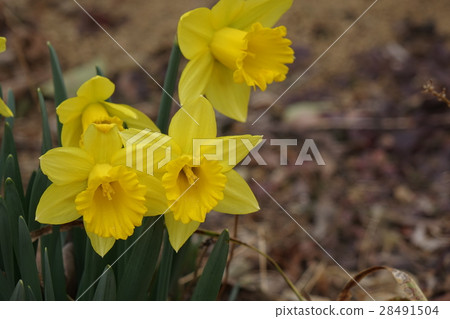 Fuya和綠色王國小號水仙花 28491504