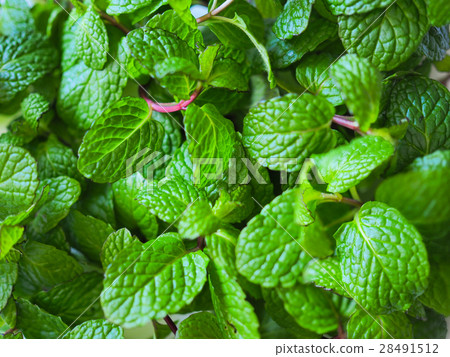 Spearmint 28491512