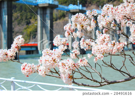 濱松市Funingu市大壩的櫻花 濱松市Funingu市大壩的櫻花 28491616