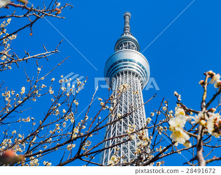 Sky tree and plum Sky tree and plum 28491672