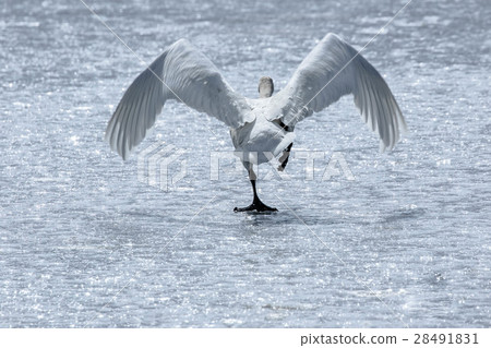 飛翔的天鵝 28491831