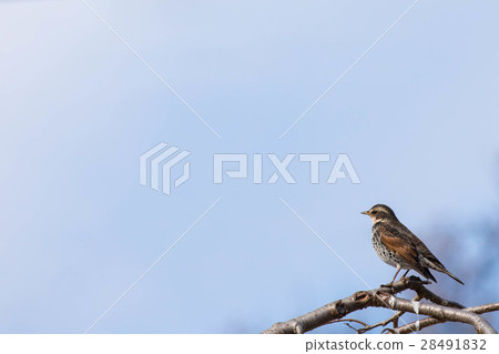 Thrush stuck in a branch Thrush stuck in a branch 28491832