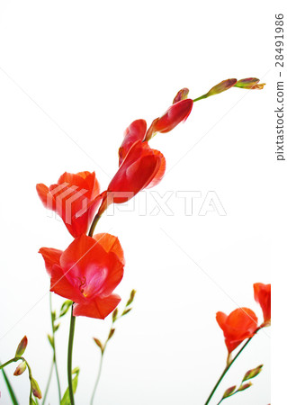 Freesia 28491986