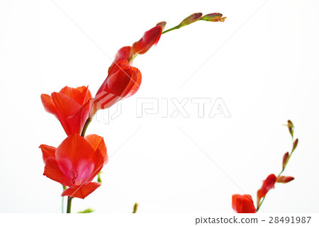 Freesia 28491987