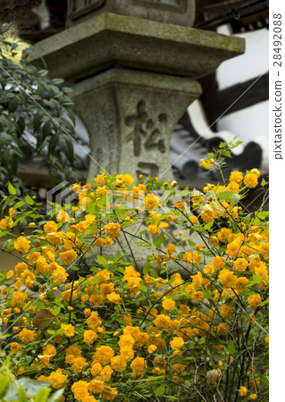 Yamabuki of Matsuo Taisha 28492088