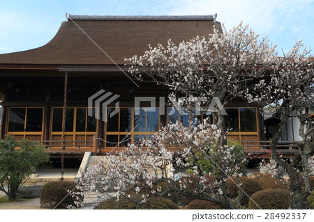 山口縣龍福寺梅花 28492337