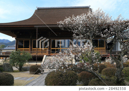 山口縣龍福寺梅花 山口縣龍福寺梅花 28492338