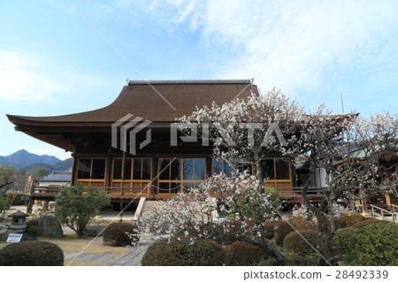 Yamaguchi Prefecture Longfuku Temple plum 28492339