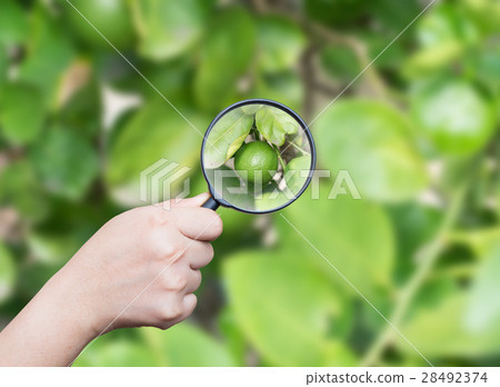 hand holding magnifying find lime on blur leaf hand holding magnifying find lime on blur leaf 28492374