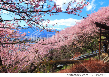 松田山Nishiheira領域公園清早櫻花 28492998