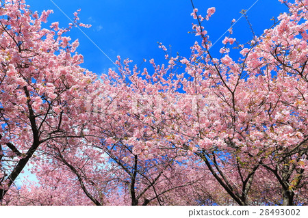松田山Nishiheira領域公園清早櫻花 松田山Nishiheira領域公園清早櫻花 28493002