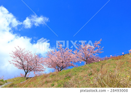 松田山Nishiheira領域公園清早櫻花 松田山Nishiheira領域公園清早櫻花 28493008