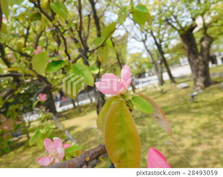 Karin's flower 28493059