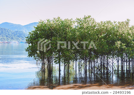 Mangroves growing in shallow sea Bang-Bao Bay 28493196