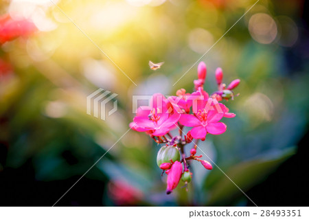 beautiful pink flowers and insect in a garden beautiful pink flowers and insect in a garden 28493351