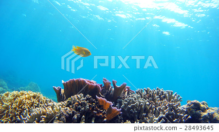 Nishihama Beach underwater photography of Okinawa Akajima Nishihama Beach underwater photography of Okinawa Akajima 28493645