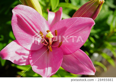 百合與粉紅色可愛 28493881