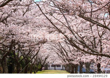 Cherry blossoms of Funingu City Dam in Hamamatsu City 28494129