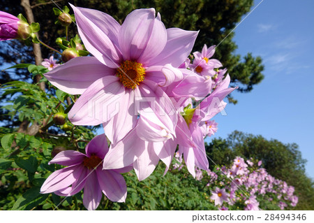 樹Daria -2_577 28494346