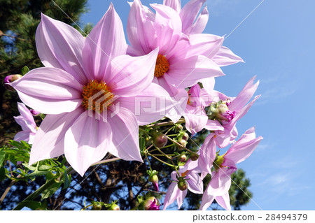 樹Daria _ 576 樹Daria _ 576 28494379