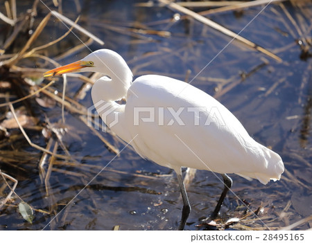 猩紅吞嚥食物 28495165