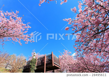 松田山Nishiheira領域公園清早櫻花 28495611