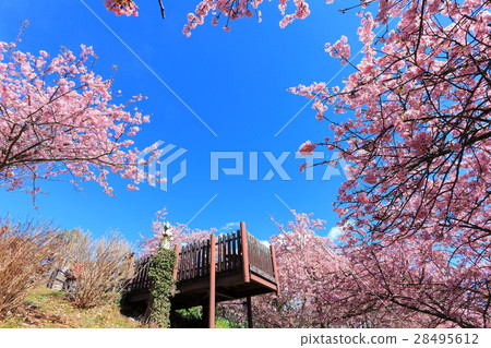 松田山Nishiheira領域公園清早櫻花 28495612