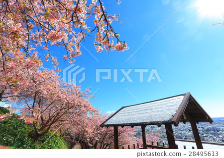 松田山Nishiheira領域公園清早櫻花 28495613