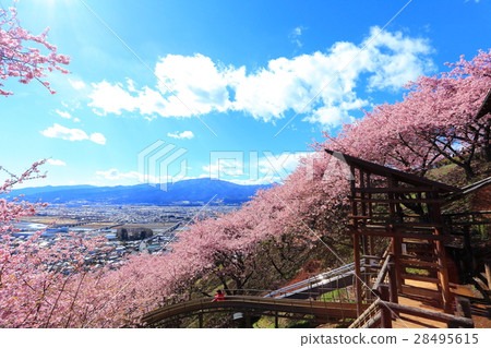 Matsuda mountain Nishiheira field park early in the morning cherry blossoms 28495615
