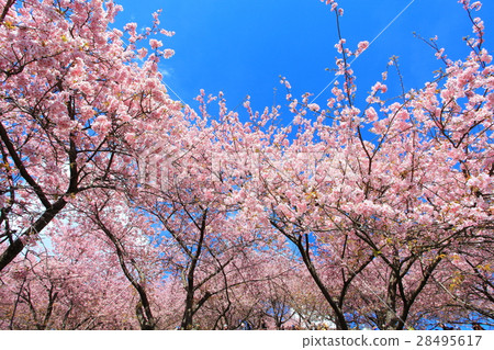 松田山Nishiheira領域公園清早櫻花 松田山Nishiheira領域公園清早櫻花 28495617