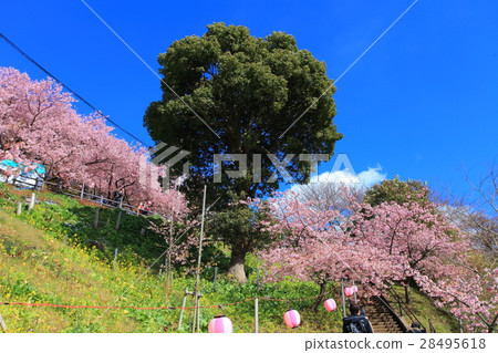 松田山Nishiheira領域公園清早櫻花 松田山Nishiheira領域公園清早櫻花 28495618