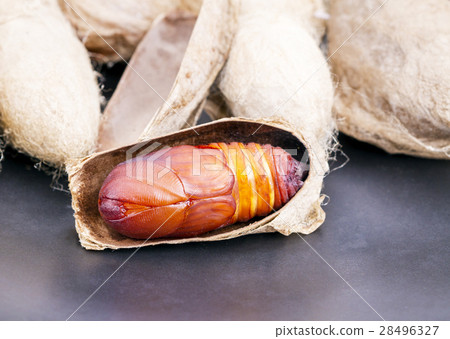 Atlas moth (Attacus atlas) chrysalis or pupa 28496327
