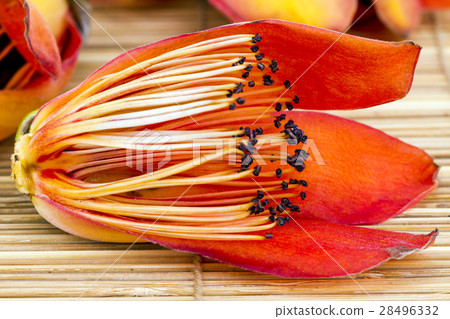 Flower of Fresh BOMBAX CEIBA LINN 28496332