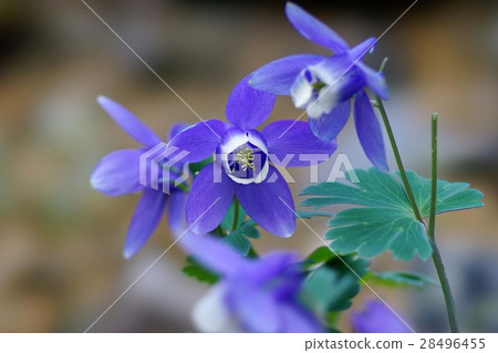 耬鬥菜膽草 28496455