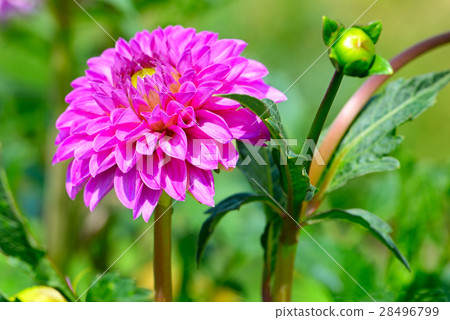 圖庫照片: dahlia on a background of flowerbeds.