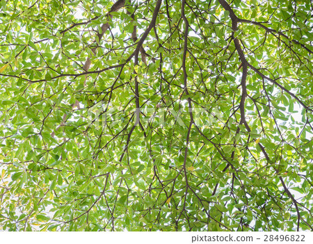 Green leaves background 28496822