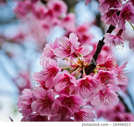 Wild Himalayan cherry bloossom 28496823