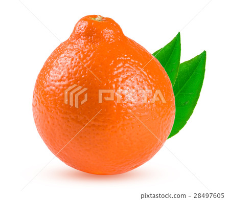 orange tangerine or Mineola with leaf isolated on orange tangerine or Mineola with leaf isolated on 28497605