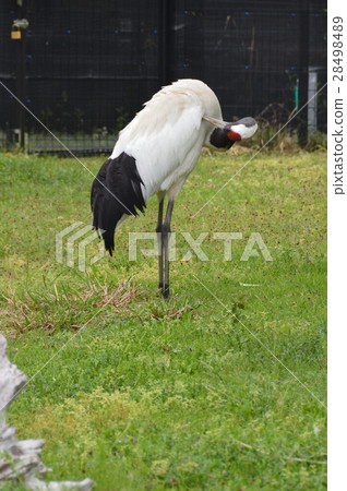 起重機（Kasai Rinkai水族館/鳥園/東京都江戶川區Shinkaicho 6-2-3） 28498489