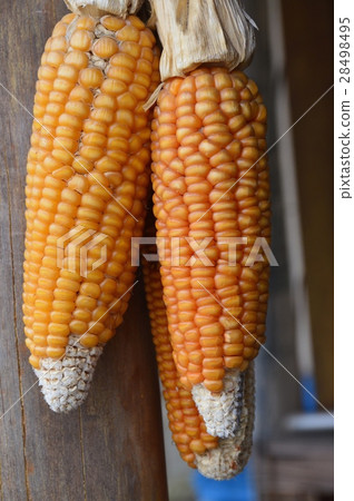 Corn (Oshino Village Ninosuke, Minamitsuru-gun, Yamanashi Prefecture) 28498495