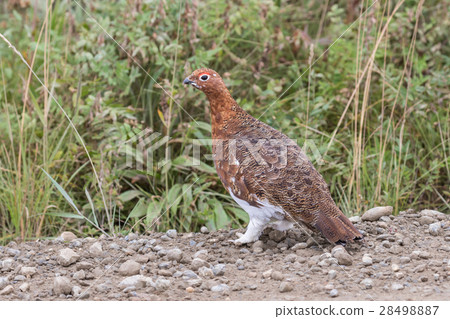 图库照片 willow ptarmigan