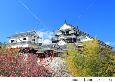 松山城堡和紅色李子在早期的春天 28499033