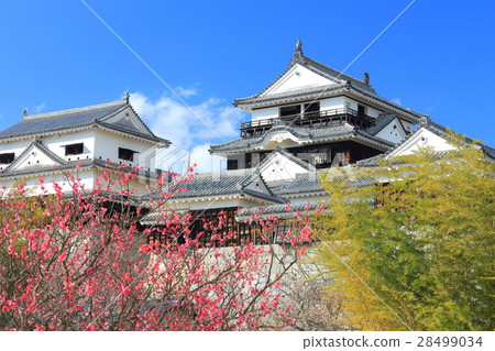 松山城堡和紅色李子在早期的春天 28499034