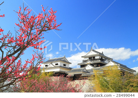 松山城堡和紅色李子在早期的春天 28499044