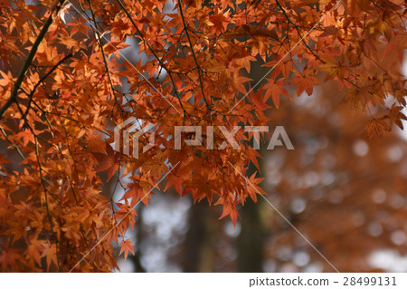 Autumn leaves photo material Autumn leaves photo material 28499131
