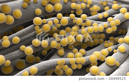Staphylococcus aureus MRSA 28499525